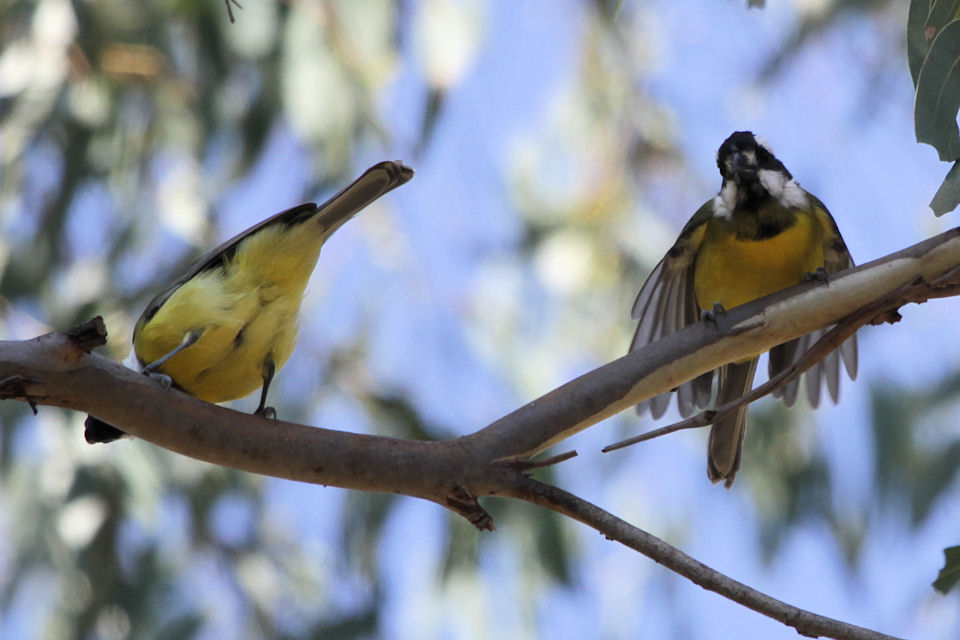 Crested Shrike-tit (Falcunculus frontatus)